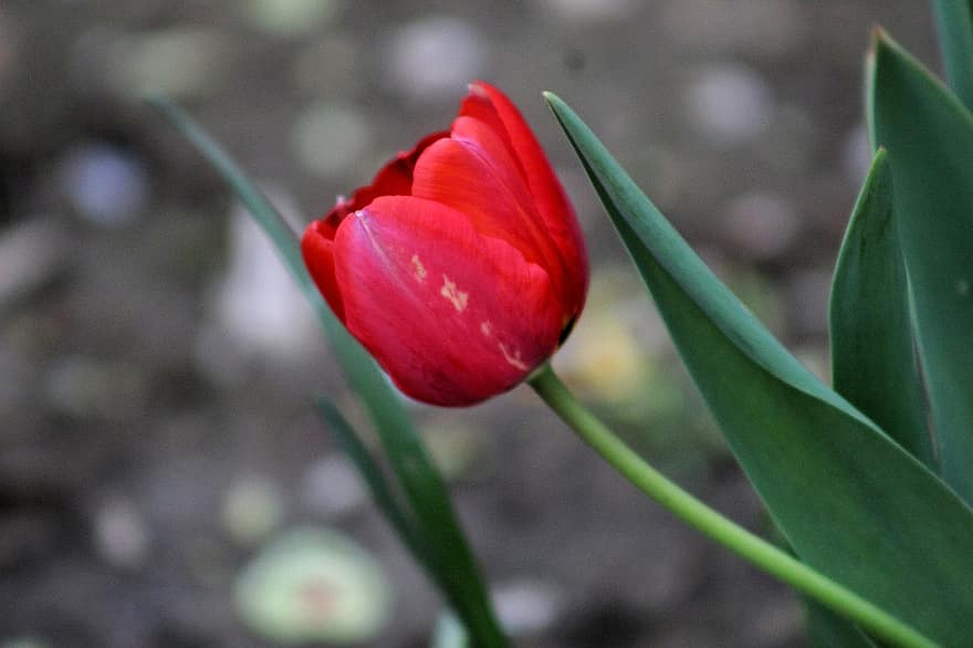 květ, tulipán, jaro, flóra, Příroda