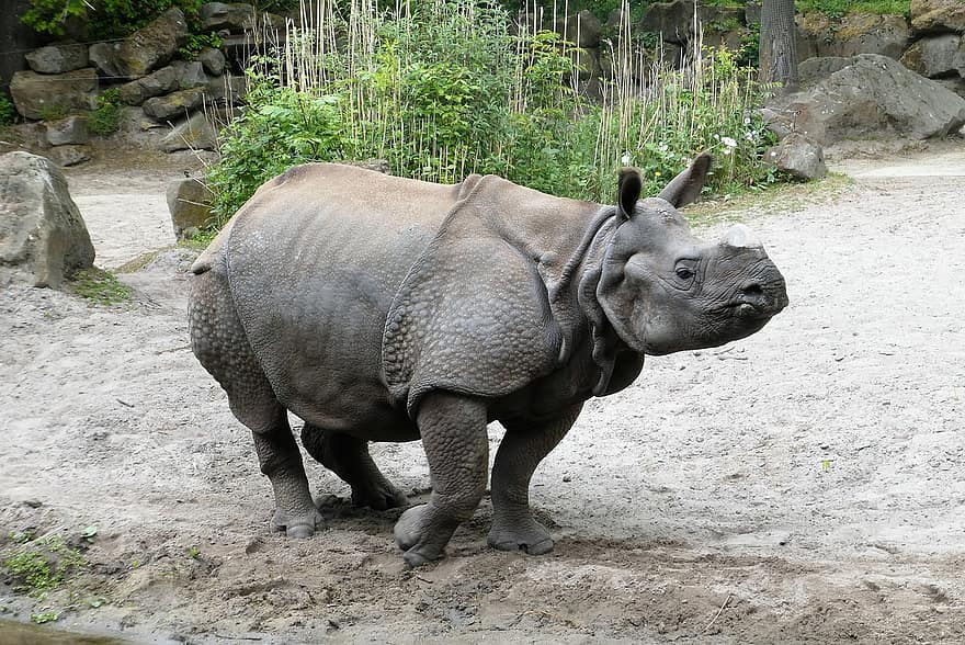 rhinocéros, rhinocéros indien, mammifère, zoo, Village heureux, gentil, faune, animaux à l'état sauvage, Rhinocéros Unicornis, le monde animal, rotterdam