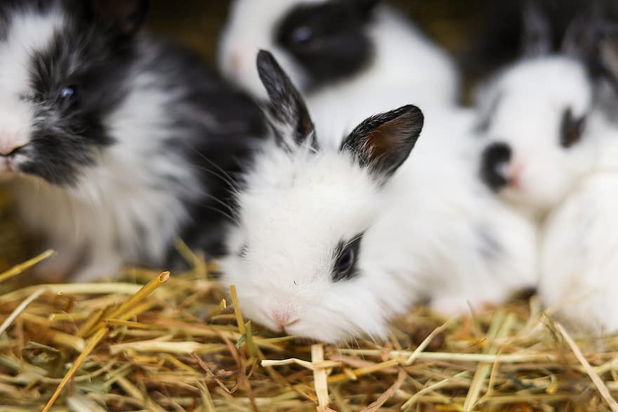 con thỏ, Con thỏ, dễ thương, vật nuôi, nhỏ, động vật trẻ, cận cảnh, nông trại, lông tơ, thỏ con, lông thú