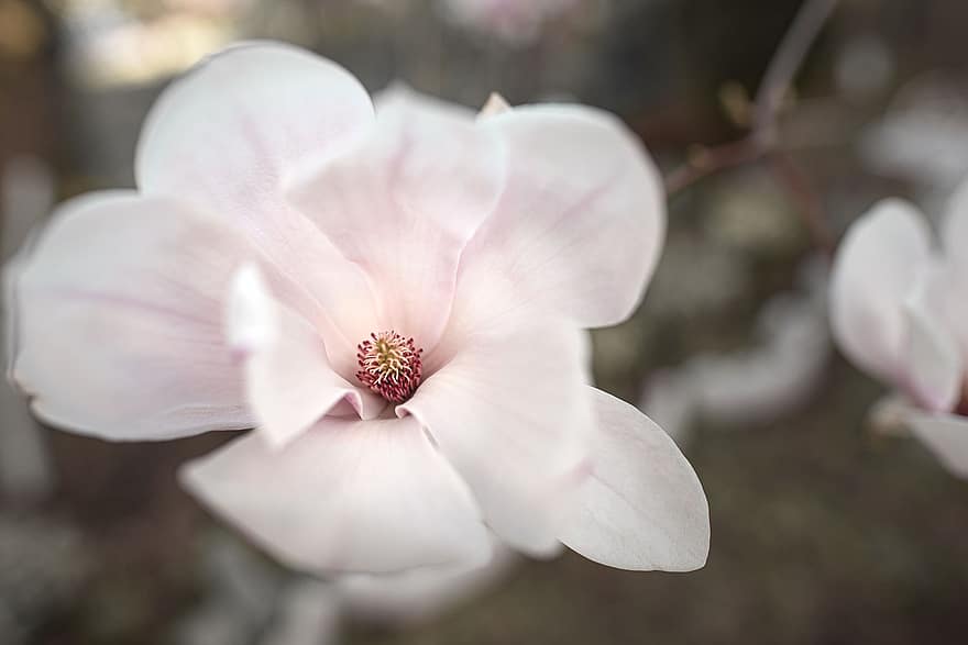 magnolia, bunga, menanam, kelopak, bunga putih, berkembang, mekar, indah, taman, alam, merapatkan