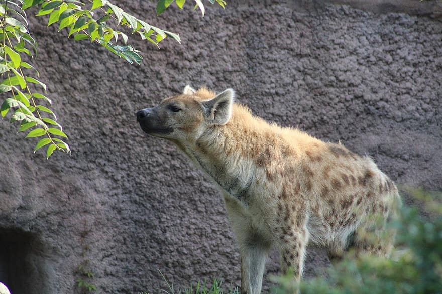 hyena, hoektand, wilde hond, dier, natuur, zoogdier, dieren in het wild, buitenshuis, hond, Afrika, vacht