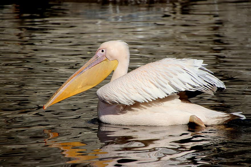 pássaro, pelicano, ornitologia, espécies, fauna, aviária, animal, pássaro aquático, ave aquática, pena, habitat