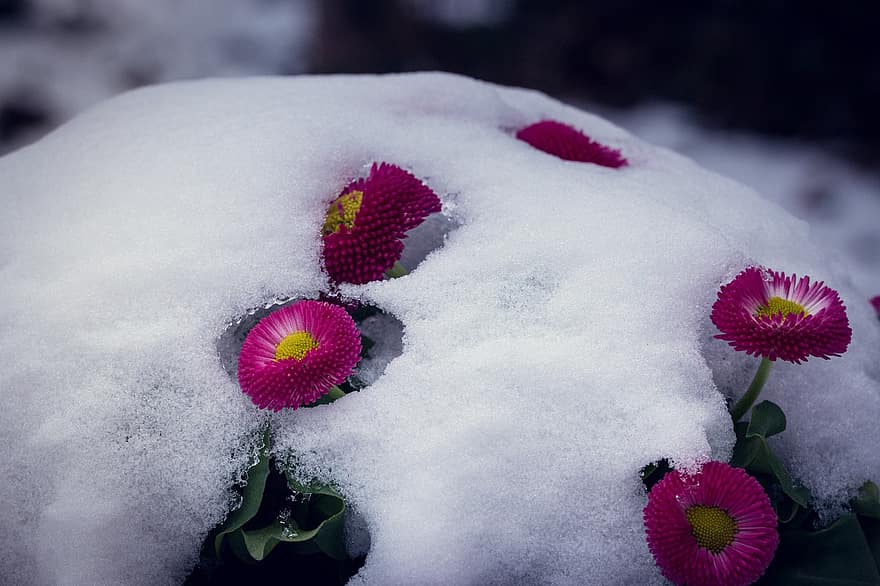 neve, flores roxas, Primavera, macro, natureza, inverno, flores, jardim