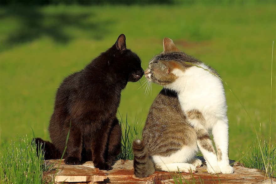 kucing, kucing rumahan, di luar rumah, Kucing berciuman, hewan peliharaan