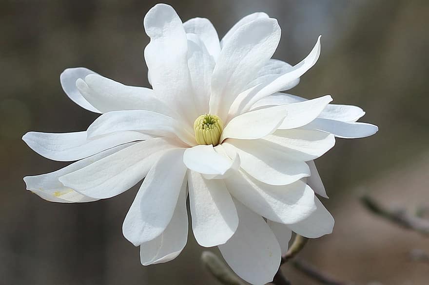 magnólie, květ, bílá květina, jaro, Příroda, zblízka, detail, okvětní lístek, rostlina, květu hlavy, letní