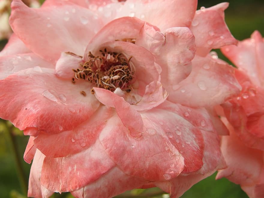 caine Trandafir, floare, grădină, rouă, picături de rouă, floare roz, petale, roz petale, a inflori, inflori, floră