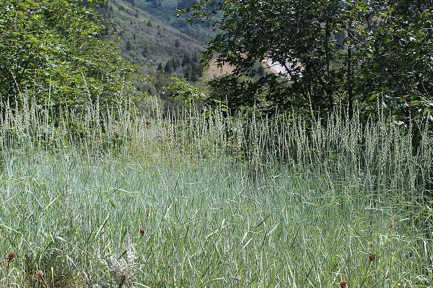 Flora, Green, Northern Utah, Plants, Sage Green, Seafoam Green, Hiking