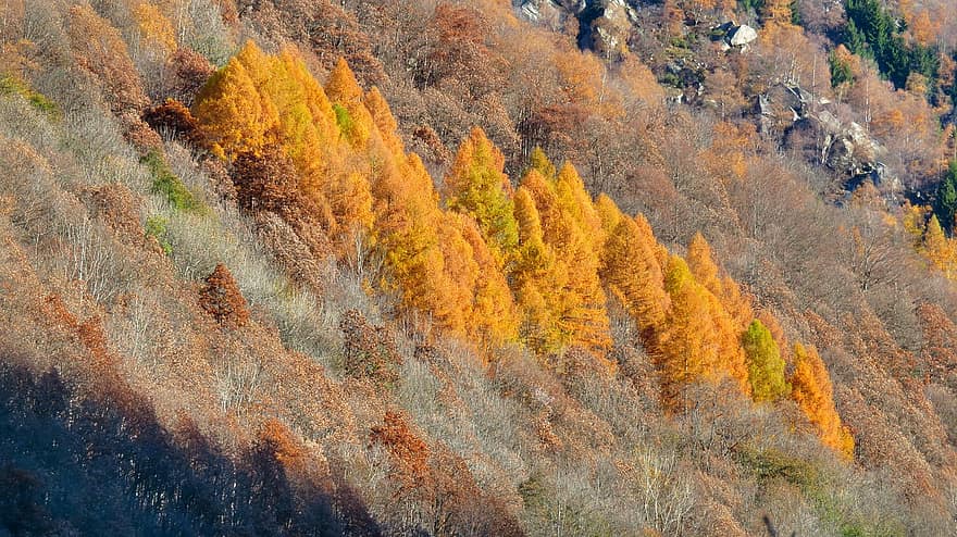 планини, есен, дървета, гора, природа, падане, дърво, жълт, сезон, листо, пейзаж