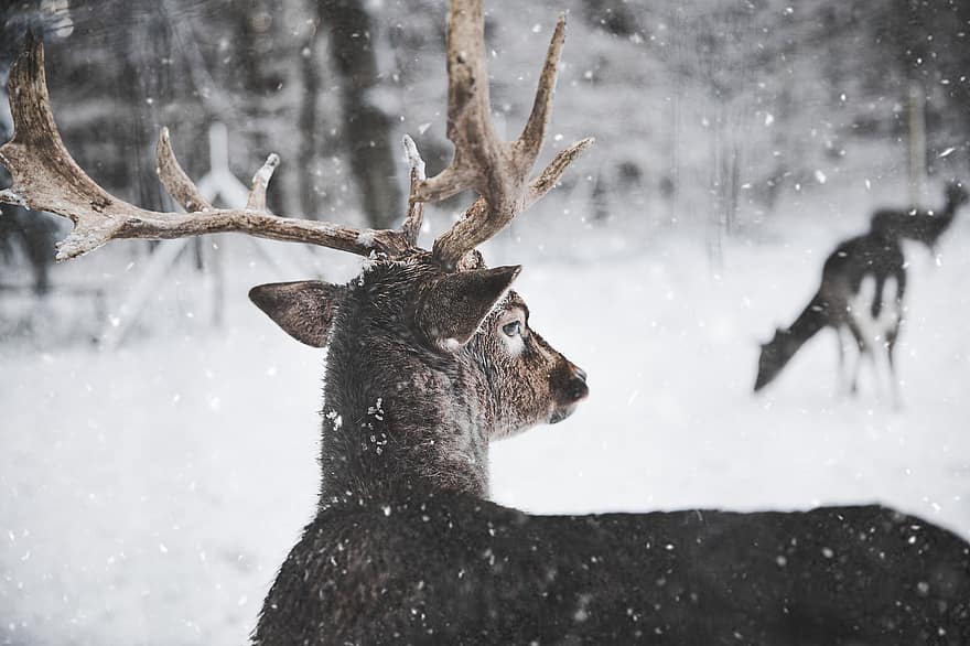 鹿、降圧、動物、冬、雪、降雪、アントラーズ、野生動物、哺乳類、動物相、荒野