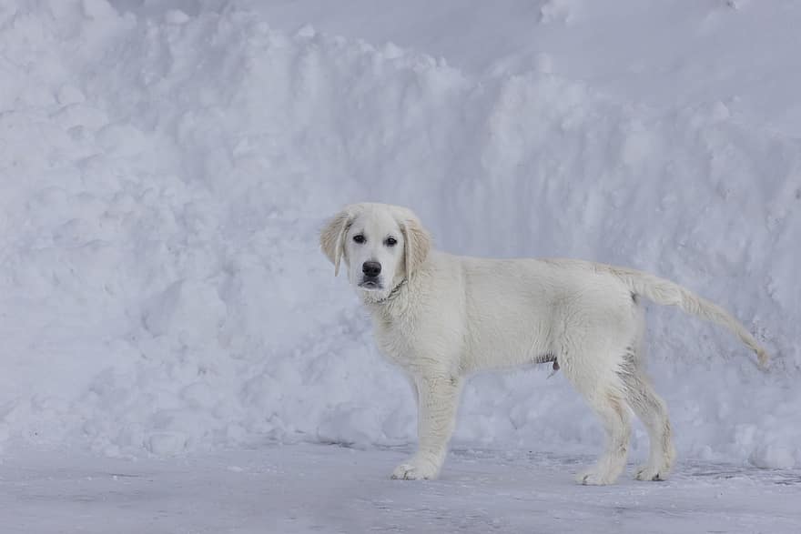 hund, Golden retriever, canine, kjæledyr, dyr, pattedyr, avle, snø, søt, rasehunden, vinter