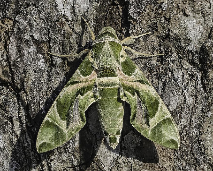 Geometer Moth, hawk moly, éjjeli lepke, rovar, makró