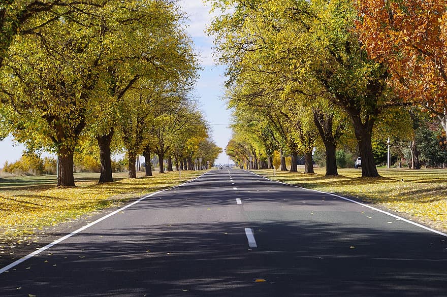 Autumn, Trees, Street, Avenue, Tree Lined, Fall, Nature, Leaves, Forest, Foliage, Road