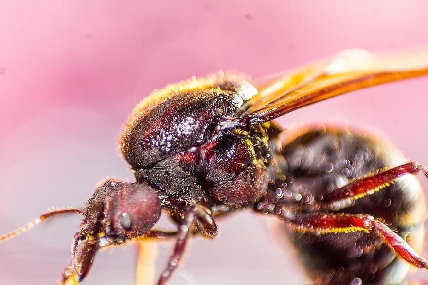 мравка, насекомо, природа, животно, близък план, едър план, макро, пчела, жълт, опрашване, малък