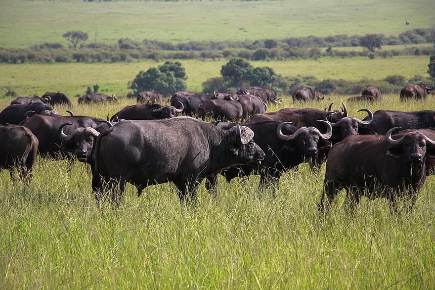 Kaapse buffels, dieren, safari, waterbuffels, zoogdieren, wilde dieren, dieren in het wild, fauna, wildernis, natuur