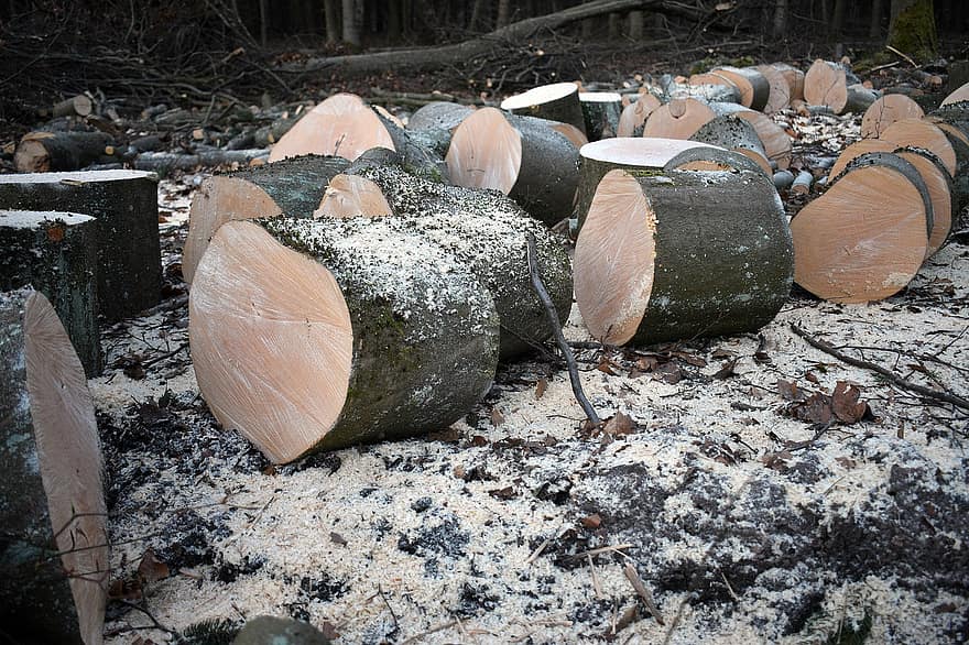 kayu, log, batang, kayu bakar, Potongan Kayu, tumpukan kayu, kehutanan, tekstur, penggundulan hutan, hutan, pohon
