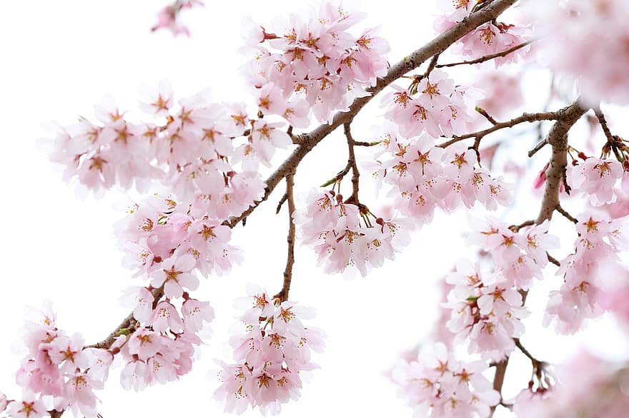 japanische Kirschblüten, Blumen, Baum, Geäst, blühen, Kirschblüten, pinke Blumen, Sakura, Flora, Sakura-Baum, Frühling