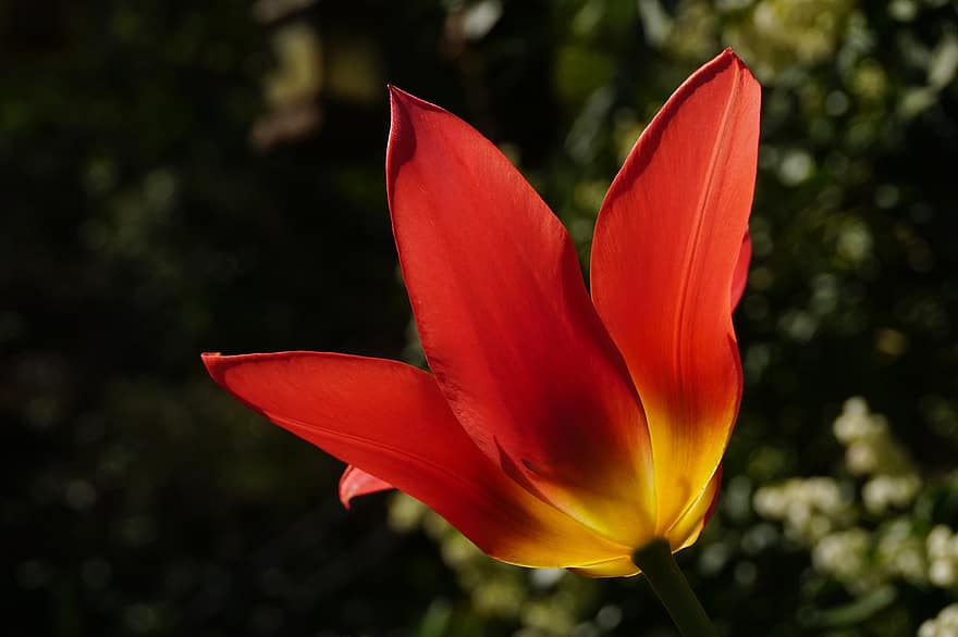 červený tulipán, červená květina, zahrada, Příroda, květ, detail, rostlina, letní, list, žlutá, okvětní lístek