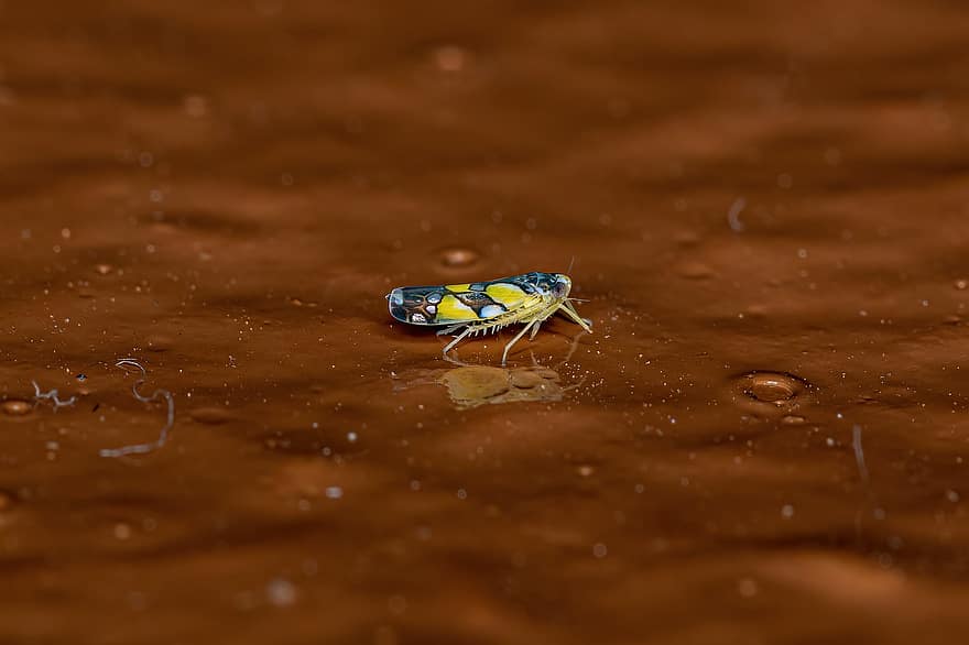 Braziliaanse Leafhopper, kever, insect, Alebrini, dier, geleedpotige, Cicadellidae, fauna, hemiptera, cicade, natuur