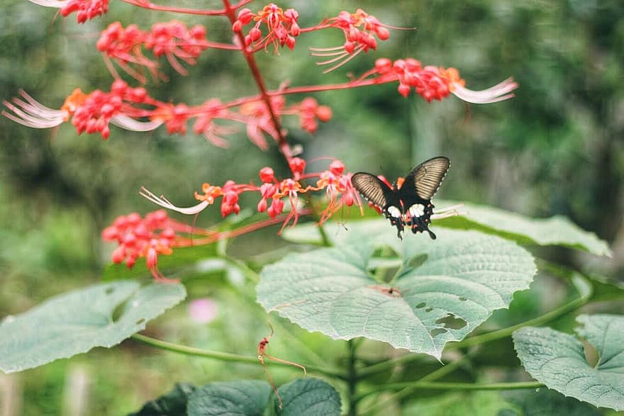バタフライ、花、受粉する、受粉、昆虫、翼のある昆虫、蝶の羽、咲く、フローラ、動物相、自然