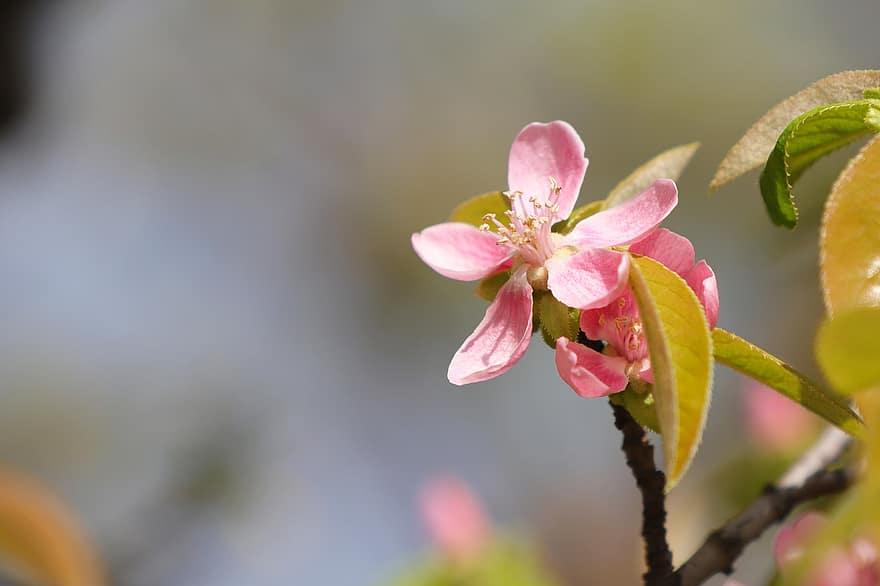 musim semi, bunga-bunga, taman, pohon quince, bunga quince, pertumbuhan, botani, makro, berkembang, mekar, merapatkan