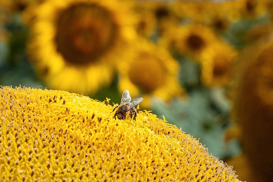 abeja, flor del sol, insecto, polen, flor, amarillo, naturaleza, miel, verano, girasol, polinización