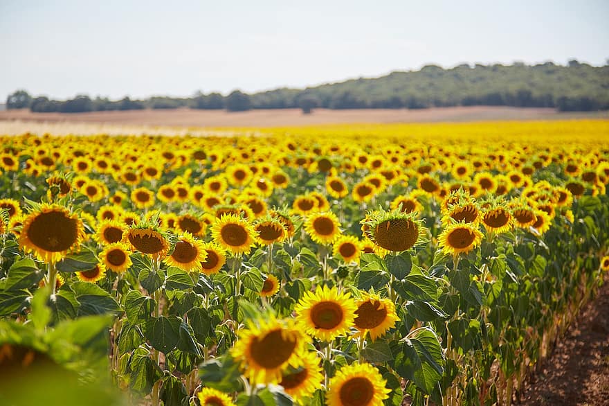 bunga matahari, bunga-bunga, menanam, bidang, bidang bunga matahari, berbunga, alam, matahari, musim semi, senang, kelopak