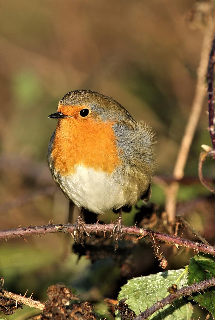 Robin, Robin Redbreast, Bird, Perched Bird, Perched, Small Bird, Ave, Avian, Ornithology, Bird Watching, Animal