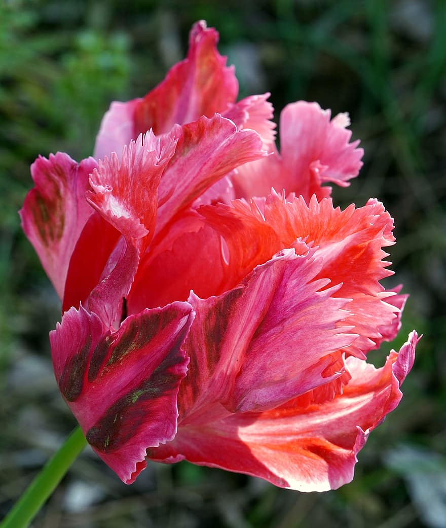 tulipa papagaio, flor, plantar, pétalas, flora, natureza, Primavera, fechar-se, pétala, folha, cabeça de flor