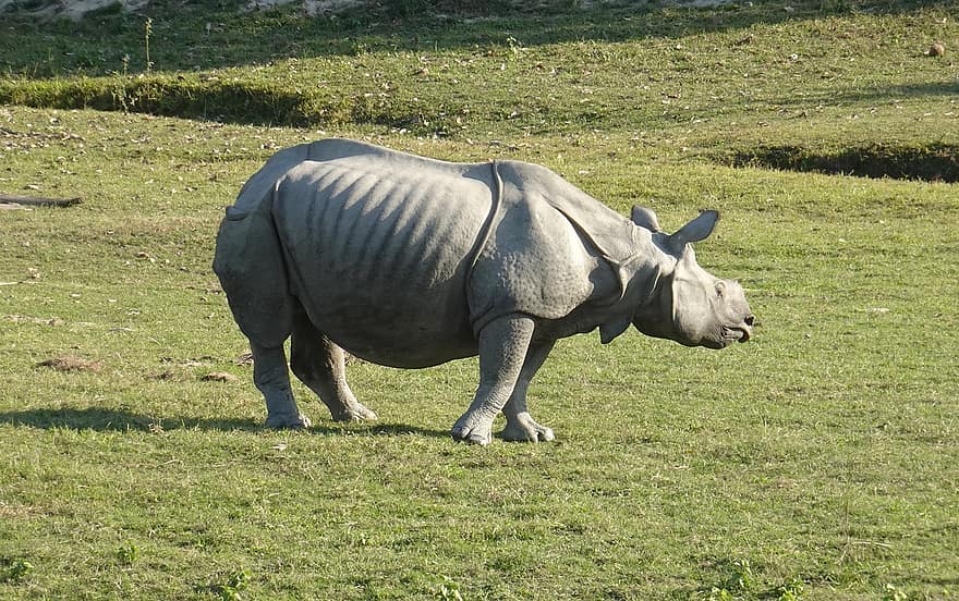 وحيد القرن ، ذو قرن واحد ، حيوان ، بري ، الحيوانات البرية ، المهددة بالخطر ، أحادي القرن ، كازيرانجا ، متنزه قومي ، الملاذ الآمن ، عصام
