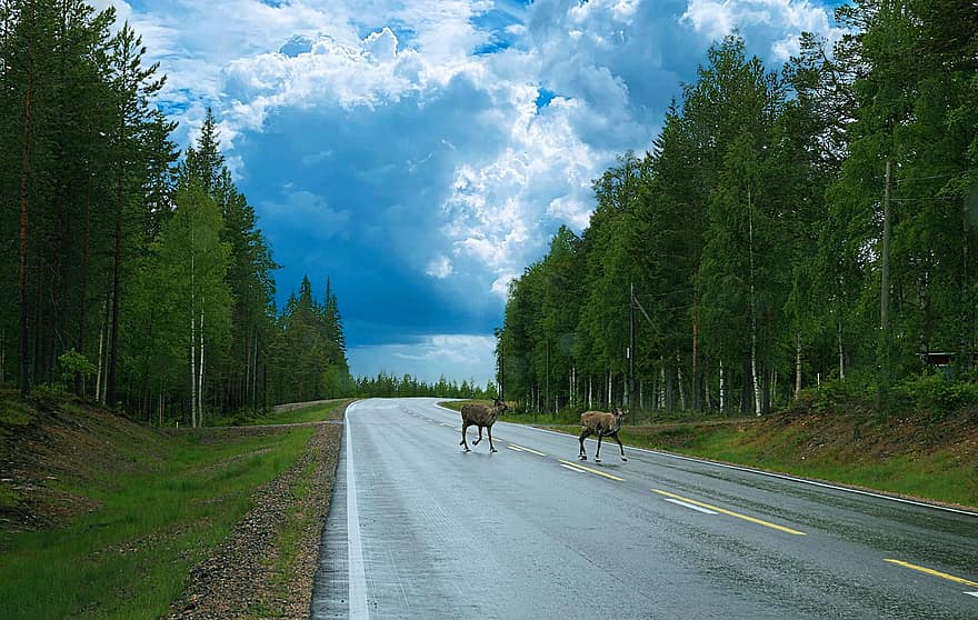 Reindeer, Road, Wildlife, Animal