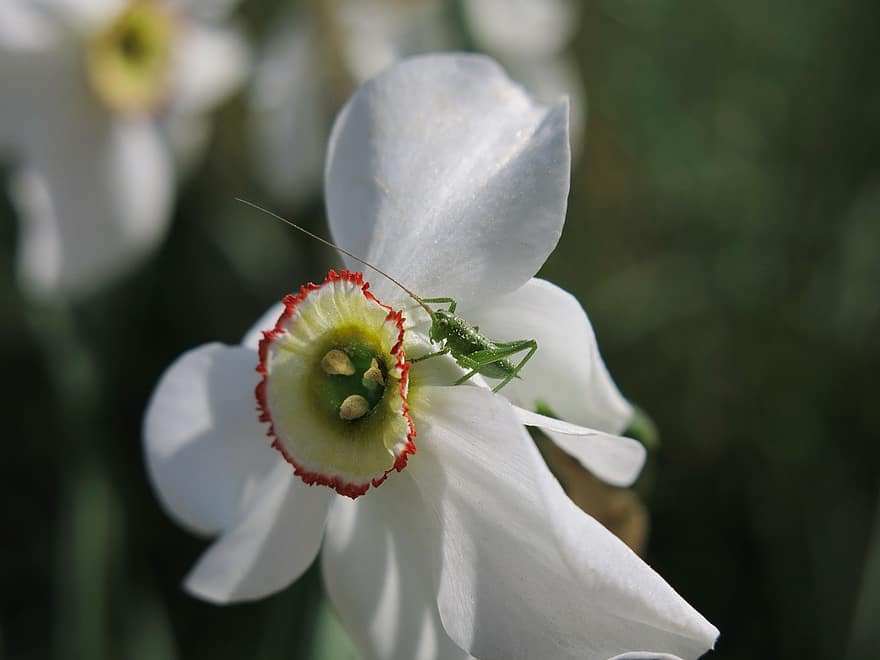 Digterens påskelilje, hvid blomst, Digterens Narcissus, græshoppe, blomst, insekt, flora, fauna, påskelilje, tæt på, plante