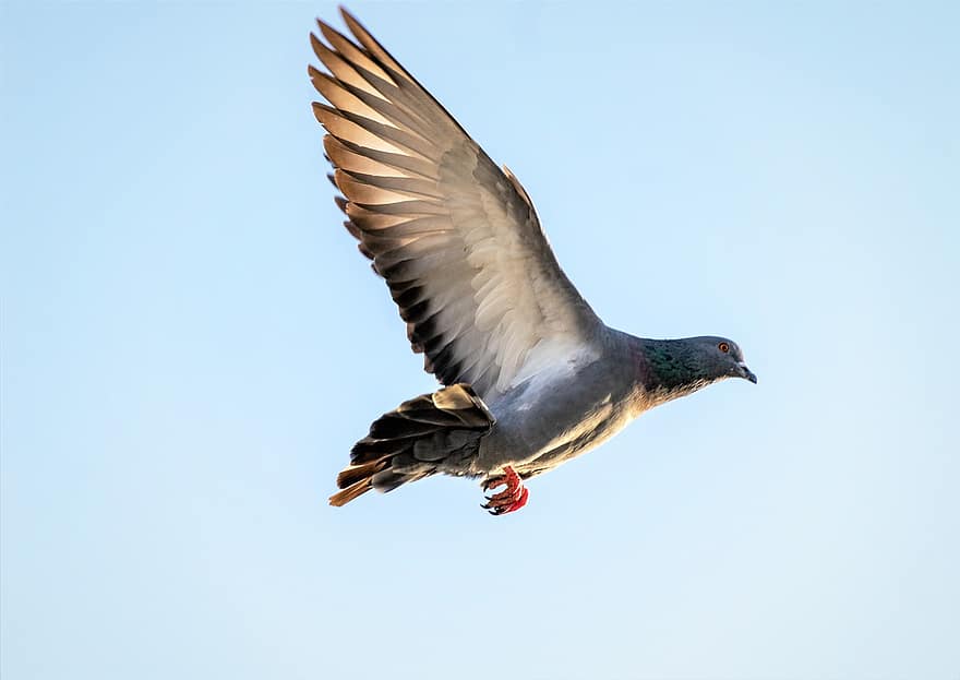 Bird, Pigeon, Flying, Flight, Feathers, Wings, Avian, Ornithology, Wildlife, Birdwatching, Species