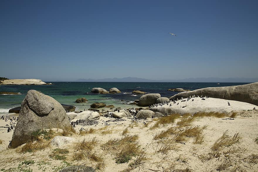 плаж, бряг, пътуване, проучване, на открито, дестинация, Остров на пингвините в Кейптаун, Южна Африка, море, камъни, лято