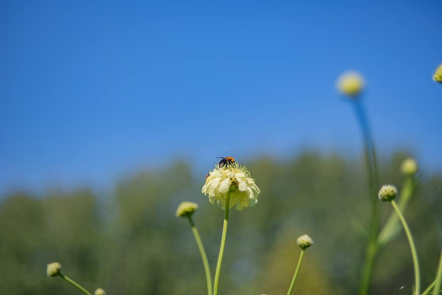 пчела, насекомо, цвете, cephalaria, бяло цвете, пъпки, растение, ливада, природа