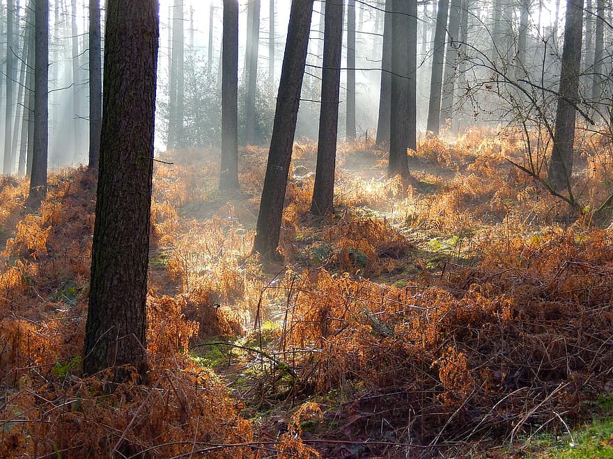 Skov, vinter, tåge, sollys, træer, frost, kold, vinterlige, humør, vinter magi, vinter skov