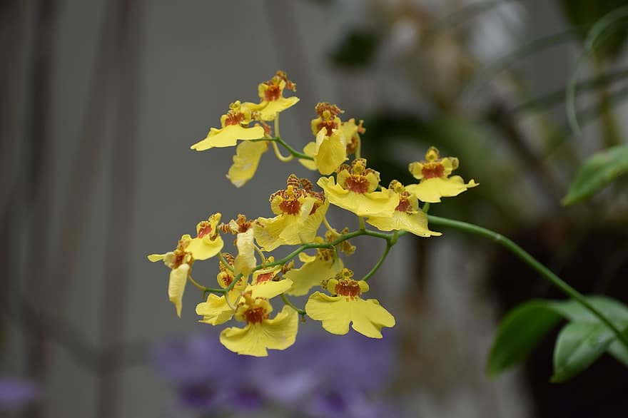 orkide, blomstrer, panicle, anlegg, botanikk