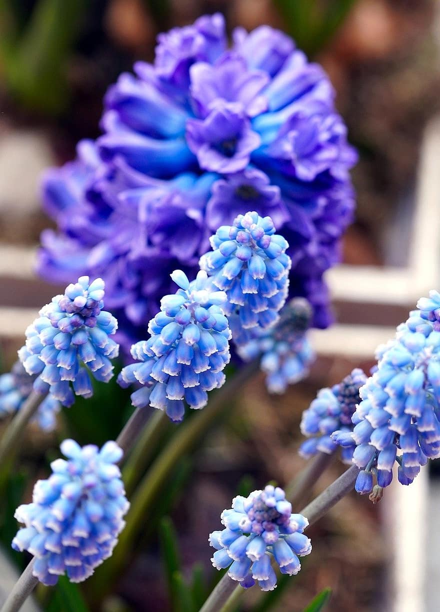 hyacinths, blommor, växt, kronblad, blomma, flora, vår, natur, närbild, lila, sommar