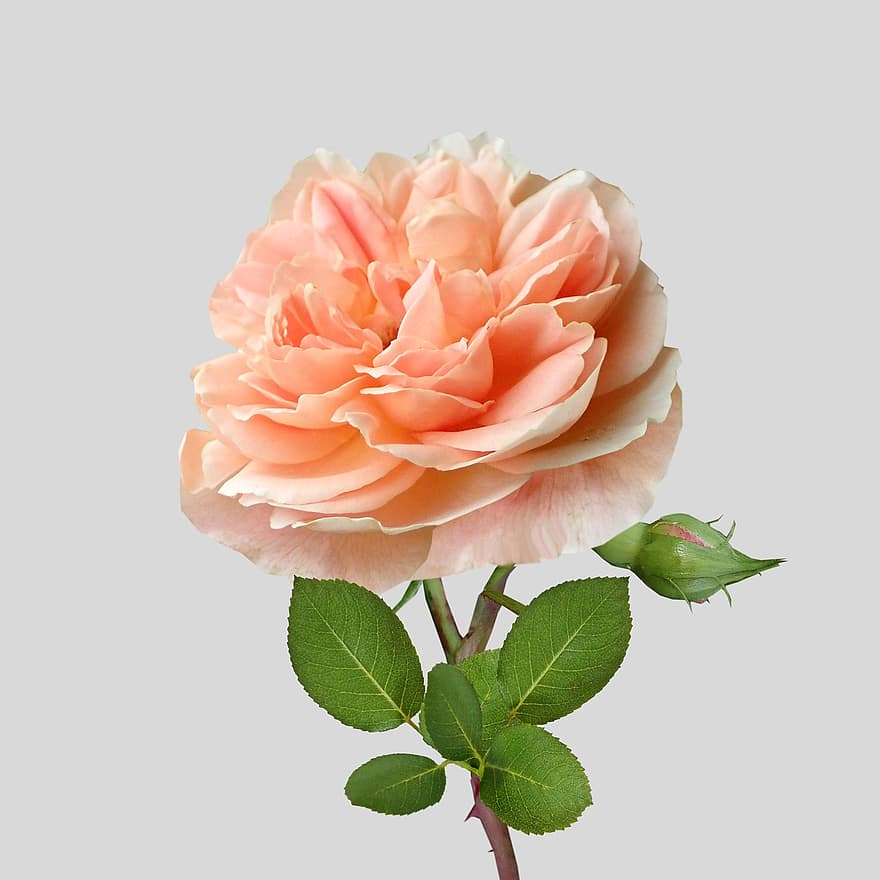melocotón, Rosa, flor, capullo de la flor