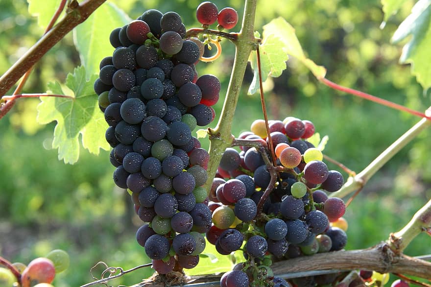 Grapes, Fruits, Vine, Grapevine, Branch, Plant, Vineyard, Winegrowing, Viticulture, Food, Organic