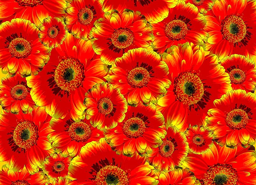 Flowers, Background, Pattern, Nature, Blue, Bright, Plant, Turquoise, Colorful, Color, Gerbera