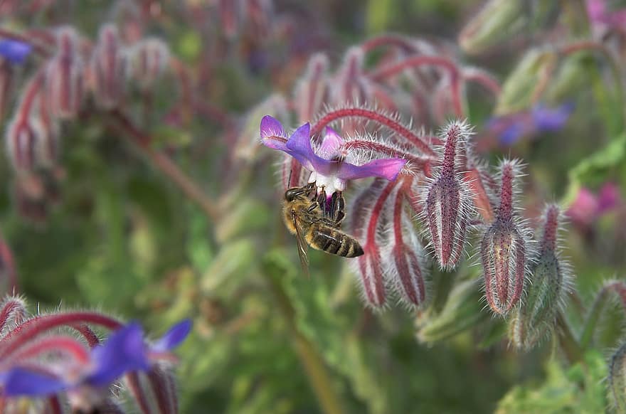 lebah, lebah madu, menyerbuki, penyerbukan, bunga-bunga, ilmu serangga, serangga, flora, taman, alam, mekar
