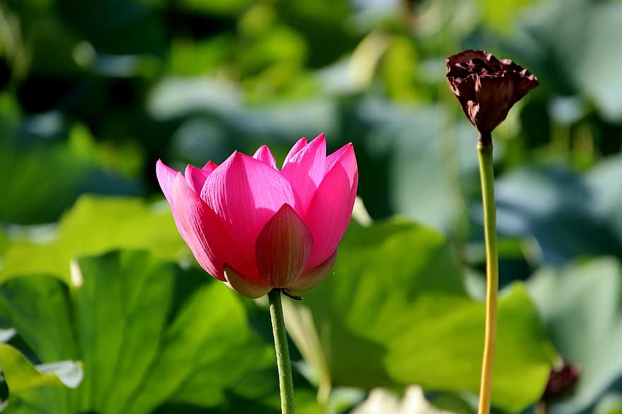 lotus, blomma, Lotus blomma, rosa blomma, kronblad, rosa kronblad, vattenväxter, flora, blad, växt, blomhuvud