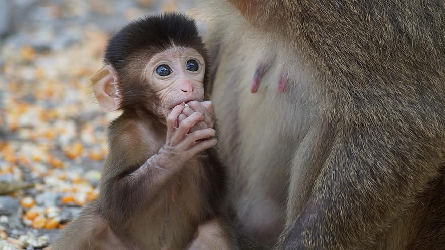 apen, baby aapje, dieren, moeder, jong dier, primaten, dieren in het wild, zoogdieren, aap, primaat, makaak