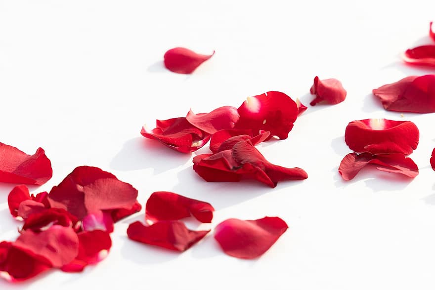 роза, листенца, цвете, червена роза, червени венчелистчета, декоративен, украса, макро, близък план