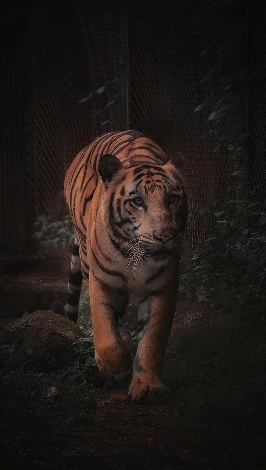 tigru, animale sălbatice, animal, natură, pădure, tigru bengalez, pisică fără domesticire, animale în sălbăticie, felin, in dungi, specii pe cale de dispariție
