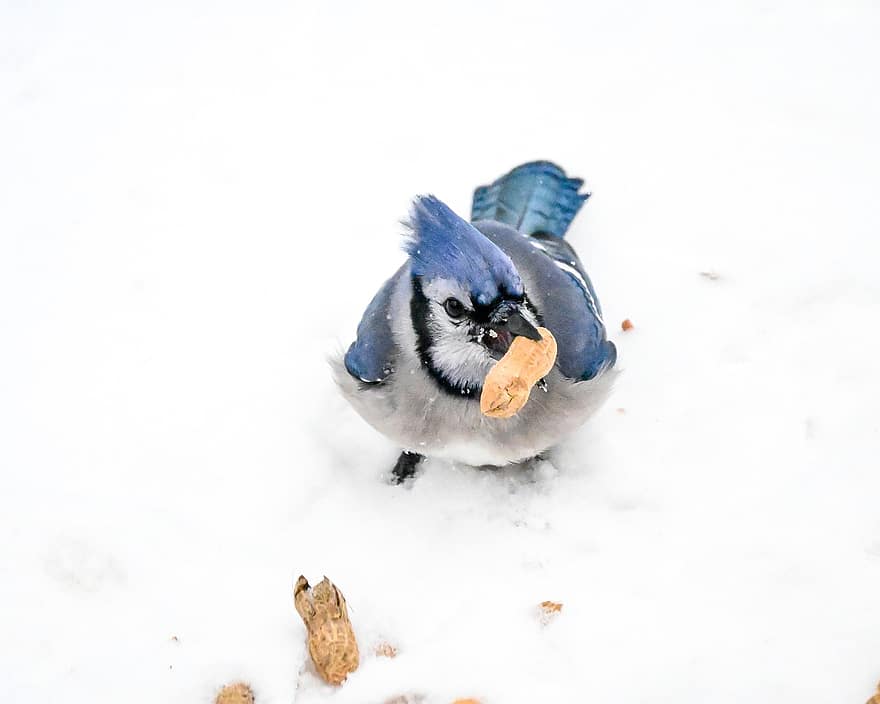 bluejay, oiseau, animal, la nature, plumes, plumage, le bec, animaux à l'état sauvage, plume, hiver, neige