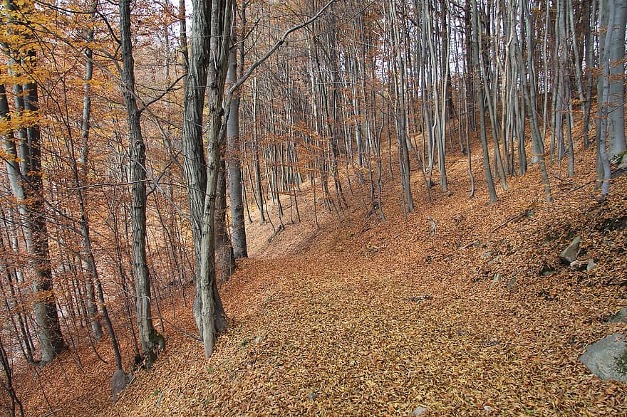 les, podzim, stromy, listy, Příroda, oranžový, růst, strom, sezóna, list, žlutá