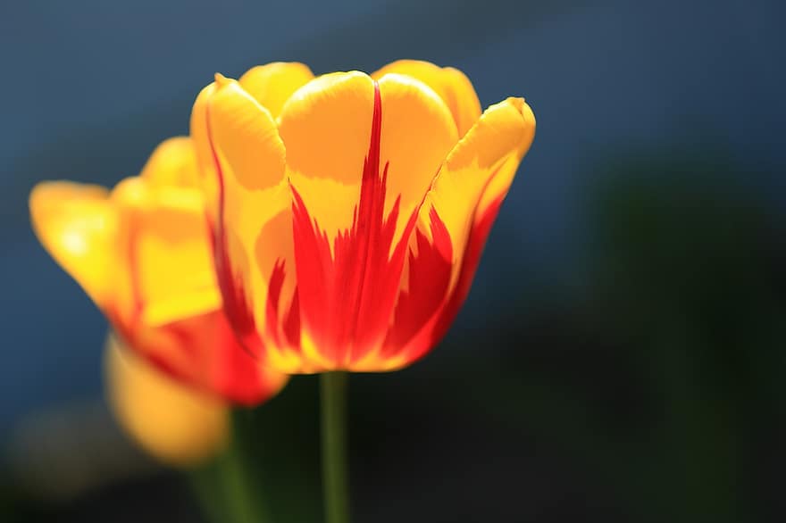 tulipa, flor, Primavera, flora, natureza, amarelo, vermelho, plantar, fechar-se, verão, cabeça de flor