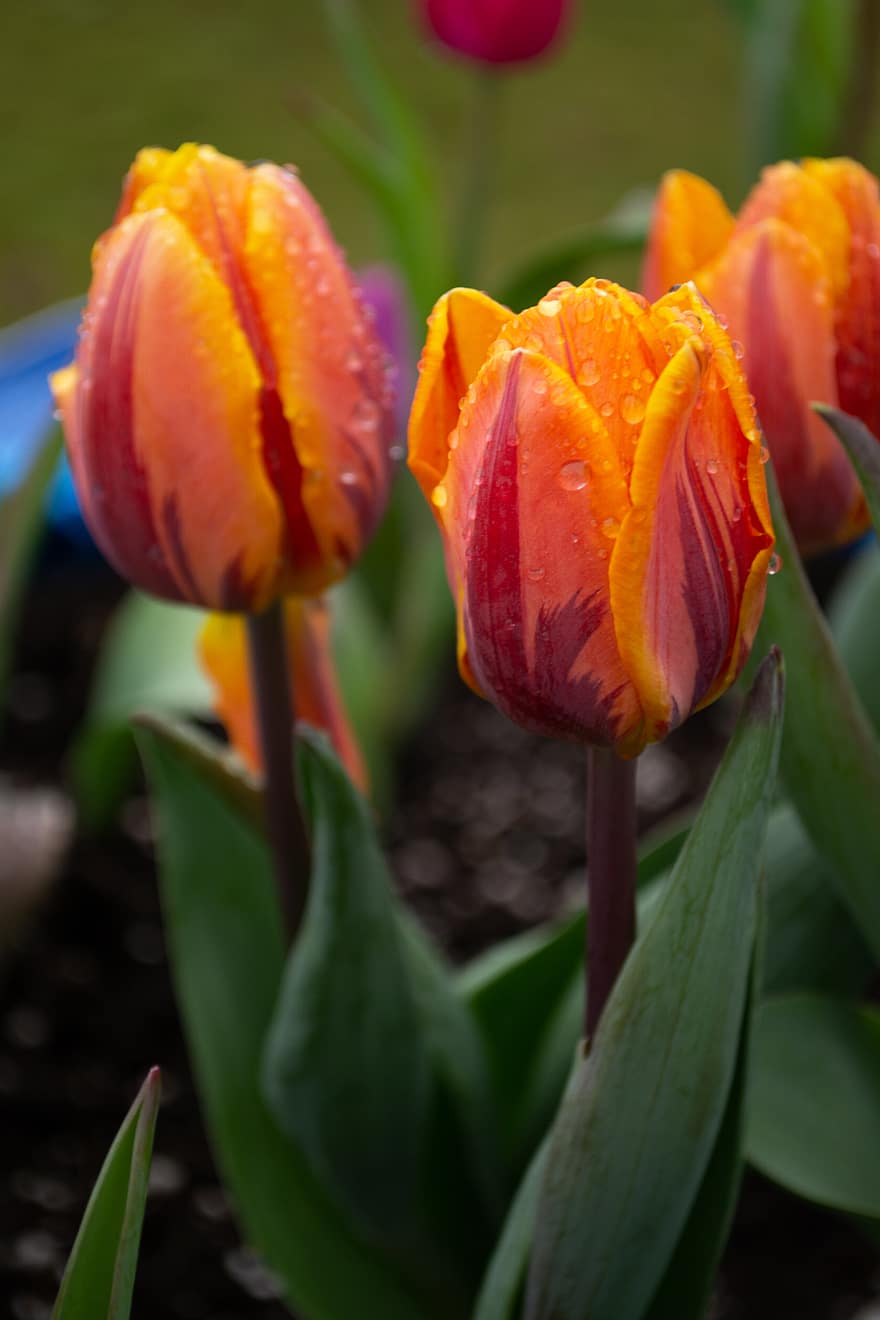 tulipa, flor, macro, pétalas, orvalho, natureza, jardim, fechar-se, Páscoa, Primavera, Flor