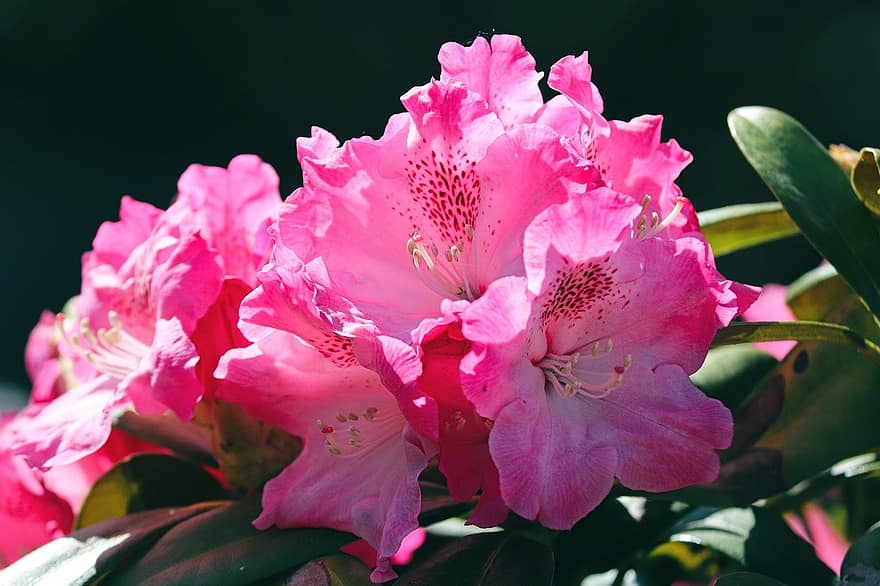flor, rododendro, florir, naturalesa, jardí, primavera, primer pla, color rosa, planta, pètal, full